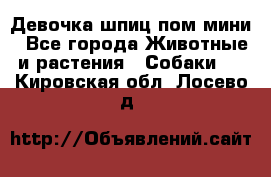 Девочка шпиц пом мини - Все города Животные и растения » Собаки   . Кировская обл.,Лосево д.